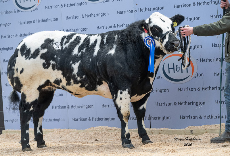 Solway View Ucorker 16,000gns